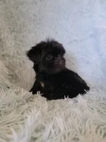 Blackie, a male Shih Tzu for sale in Morgantown, KY – 6 of 6