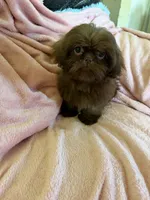 Sadie, a female Shih Tzu for sale in Morgantown, KY – 2 of 6