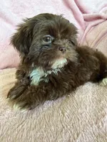 Pammy, a female Shih Tzu for sale in Morgantown, KY – 1 of 7