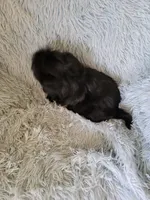 Blackie, a male Shih Tzu for sale in Morgantown, KY – 5 of 6