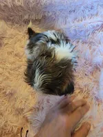 Honey, a female Shih Tzu for sale in Morgantown, KY – 5 of 10