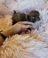 Tiny, a female Shih Tzu for sale in Morgantown, KY – 10 of 10