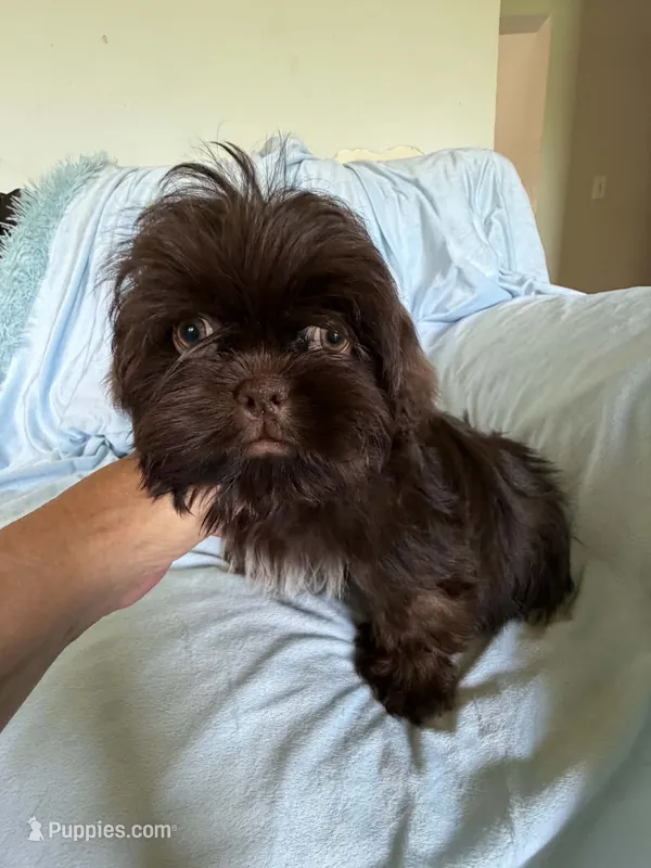Pipper – Shih Tzu puppy for sale in Morgantown, KY