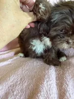 Pammy, a female Shih Tzu for sale in Morgantown, KY – 2 of 7