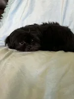 Pepper, a male Shih Tzu for sale in Morgantown, KY – 5 of 5