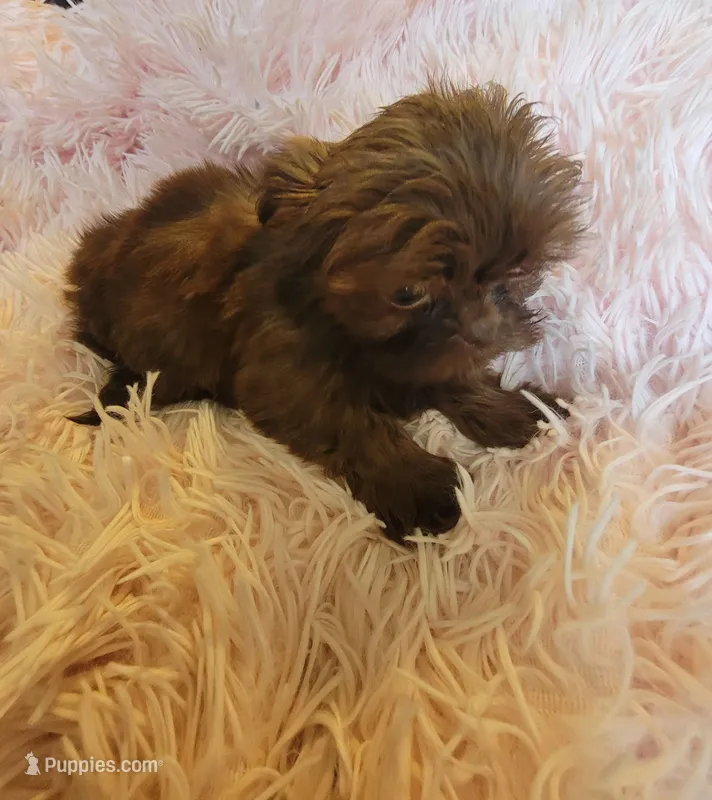 Candy – Shih Tzu puppy for sale in Morgantown, KY