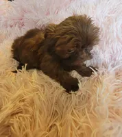 Candy, a female Shih Tzu for sale in Morgantown, KY – 1 of 10