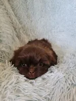 Colelow, a male Shih Tzu for sale in Morgantown, KY – 9 of 10