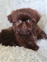 Coco, a male Shih Tzu for sale in Morgantown, KY – 3 of 5
