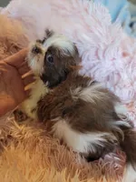 Baby, a female Shih Tzu for sale in Morgantown, KY – 2 of 10