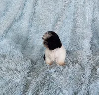 Bobo, a male Shih Tzu for sale in Morgantown, KY – Photo 9 of 10