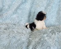 Bobo, a male Shih Tzu for sale in Morgantown, KY – Photo 2 of 10