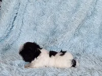 Bobo, a male Shih Tzu for sale in Morgantown, KY – Photo 1 of 10