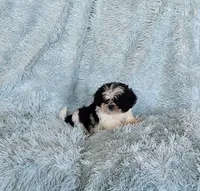 Bobo, a male Shih Tzu for sale in Morgantown, KY – Photo 10 of 10