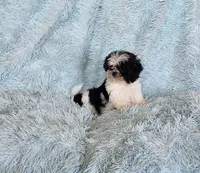 Bobo, a male Shih Tzu for sale in Morgantown, KY – Photo 4 of 10