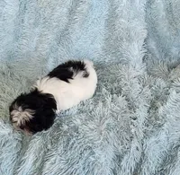 Bobo, a male Shih Tzu for sale in Morgantown, KY – Photo 7 of 10