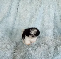 Bobo, a male Shih Tzu for sale in Morgantown, KY – Photo 5 of 10