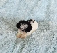 Bobo, a male Shih Tzu for sale in Morgantown, KY – Photo 6 of 10