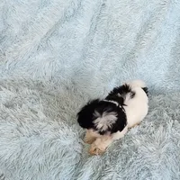 Bobo, a male Shih Tzu for sale in Morgantown, KY – Photo 8 of 10