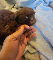 Bow, a male Shih Tzu for sale in Morgantown, KY – 9 of 10