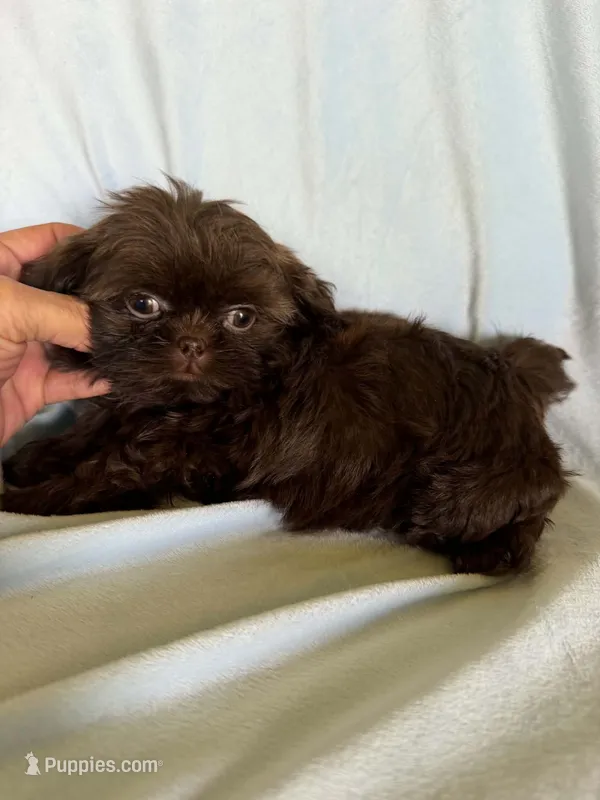 Duster – Shih Tzu puppy for sale in Morgantown, KY