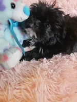 Wavie, a female Shih Tzu for sale in Morgantown, KY – 9 of 10