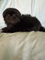 Pepper, a male Shih Tzu for sale in Morgantown, KY – 4 of 5