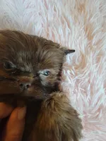 Candy, a female Shih Tzu for sale in Morgantown, KY – 9 of 10