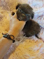 Tiny, a female Shih Tzu for sale in Morgantown, KY – 5 of 10