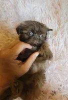 Candy, a female Shih Tzu for sale in Morgantown, KY – 10 of 10