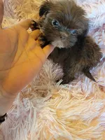 Tiny, a female Shih Tzu for sale in Morgantown, KY – 4 of 10