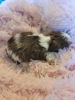 Baby, a female Shih Tzu for sale in Morgantown, KY – 9 of 10