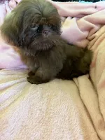 Sadie, a female Shih Tzu for sale in Morgantown, KY – 1 of 6