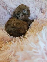 Lady, a female Shih Tzu for sale in Morgantown, KY – 2 of 10