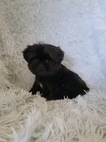 Blackie, a male Shih Tzu for sale in Morgantown, KY – 2 of 6