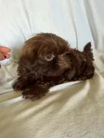 Bobby, a male Shih Tzu for sale in Morgantown, KY – 2 of 3
