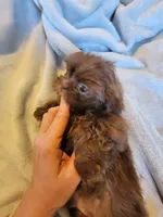 Bow, a male Shih Tzu for sale in Morgantown, KY – 5 of 10