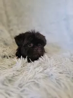 Blackie, a male Shih Tzu for sale in Morgantown, KY – 3 of 6