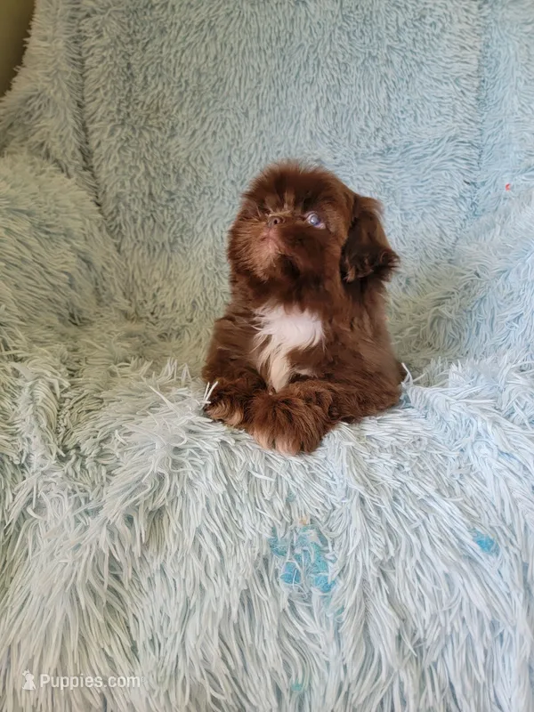 Joe – Shih Tzu puppy for sale in Morgantown, KY