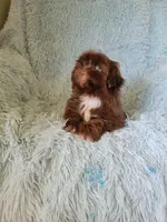 Joe, a male Shih Tzu for sale in Morgantown, KY – 1 of 6