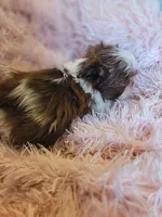 Baby, a female Shih Tzu for sale in Morgantown, KY – 8 of 10