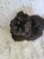 Mobie, a male Shih Tzu for sale in Morgantown, KY – 2 of 6