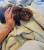 Bow, a male Shih Tzu for sale in Morgantown, KY – 8 of 10