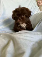 Milo, a male Shih Tzu for sale in Morgantown, KY – 2 of 6