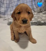 AKC blue collar male, a male Golden Retriever for sale in Hewitt, TX – Photo 1 of 3