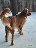 AKC blue collar male, a male Golden Retriever for sale in Hewitt, TX – Photo 2 of 3