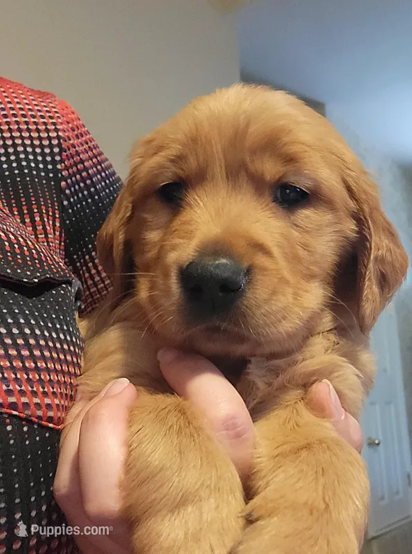 AKC blue collar male – Golden Retriever puppy for sale in Hewitt, TX