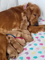 AKC yellow collar female, a female Golden Retriever for sale in Hewitt, TX – Photo 2 of 4