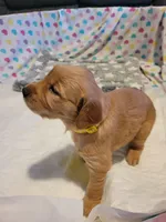 AKC yellow collar female, a female Golden Retriever for sale in Hewitt, TX – Photo 4 of 4