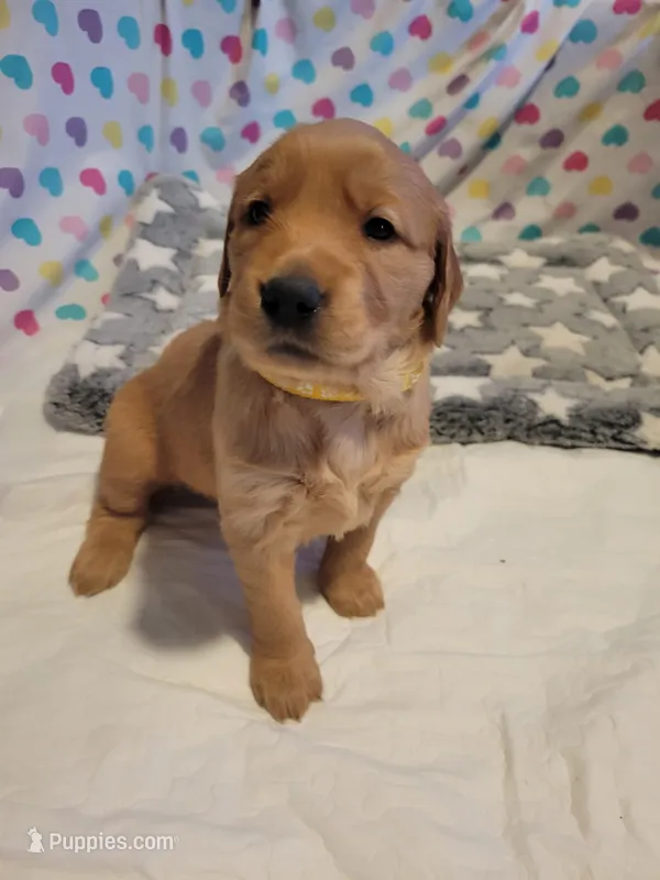 AKC yellow collar female – Golden Retriever puppy for sale in Hewitt, TX